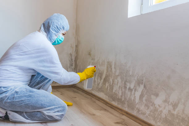 Professional mold removal team in North Palm Beach